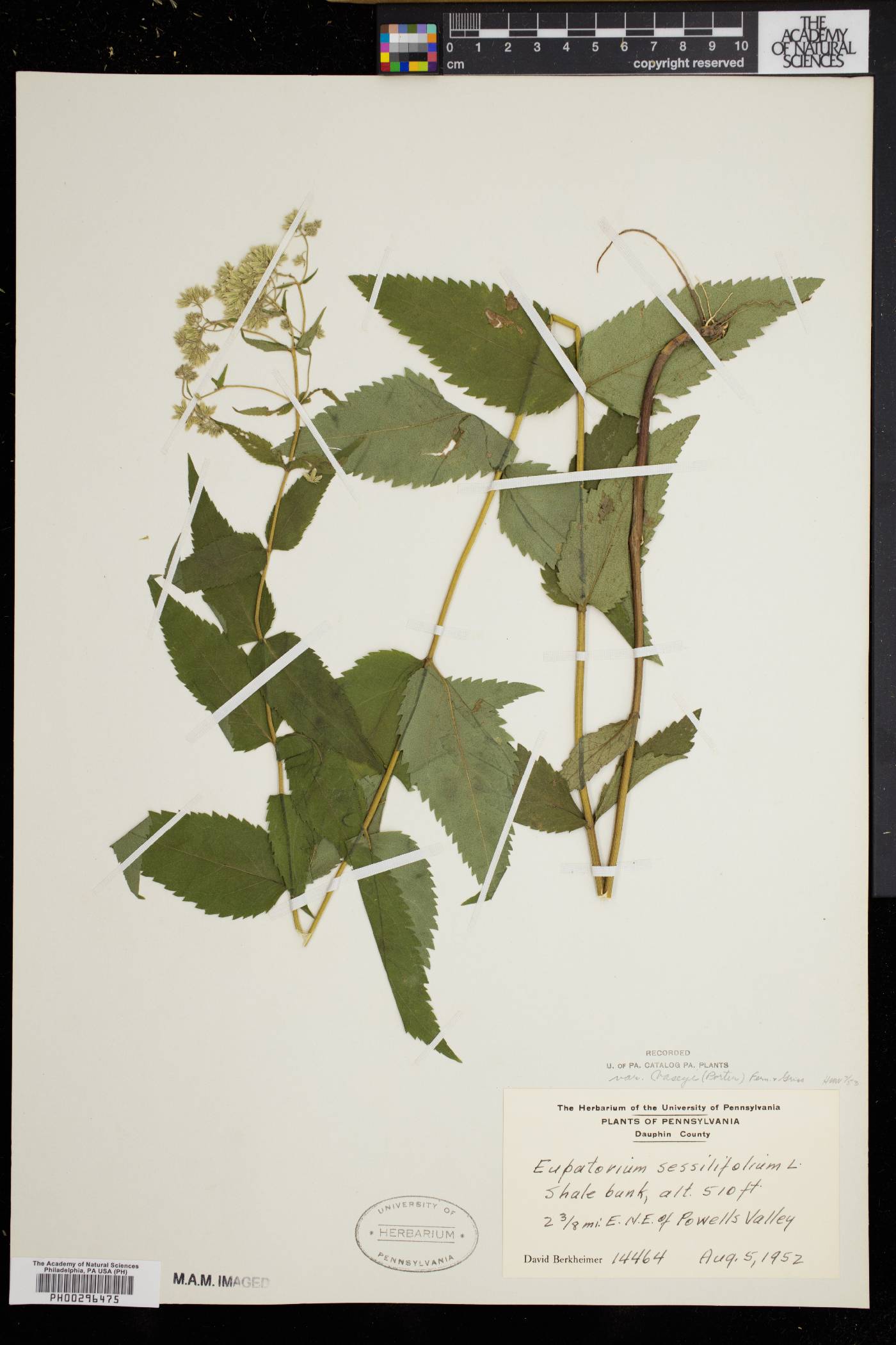 Eupatorium sessilifolium var. vaseyi image