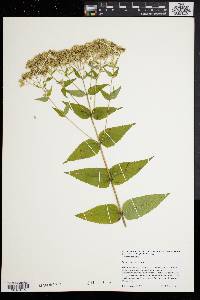 Eupatorium sessilifolium var. vaseyi image