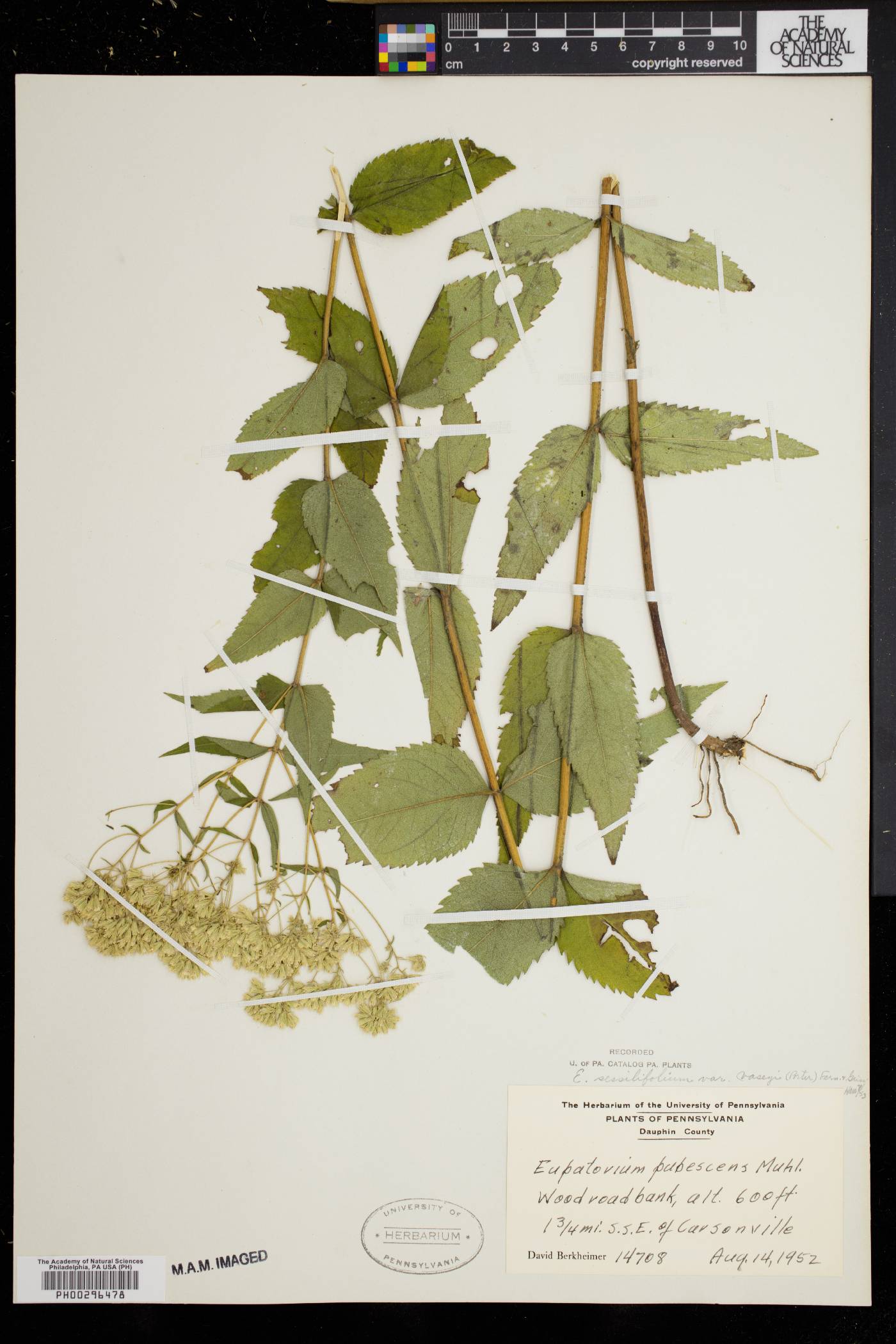 Eupatorium sessilifolium var. vaseyi image