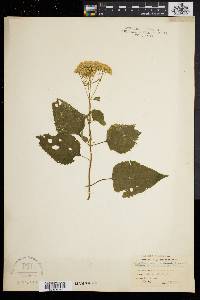 Eupatorium urticaefolium image