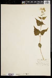 Eupatorium urticaefolium image