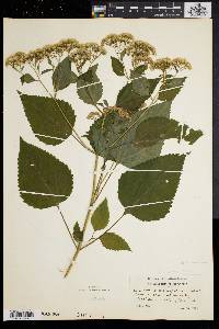 Eupatorium urticaefolium image