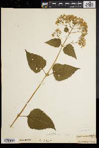 Eupatorium urticaefolium image