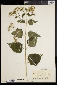 Eupatorium urticaefolium image