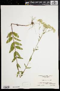 Eupatorium pilosum image