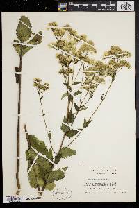 Eupatorium pilosum image