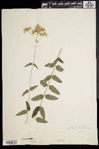 Eupatorium verbenifolium image