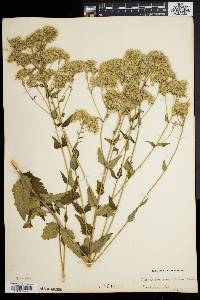 Eupatorium verbenifolium image