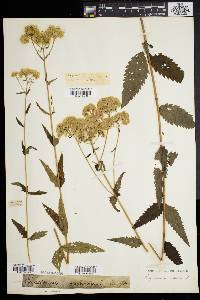 Eupatorium verbenifolium image