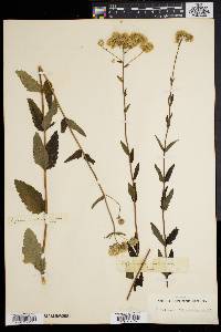 Eupatorium verbenifolium image