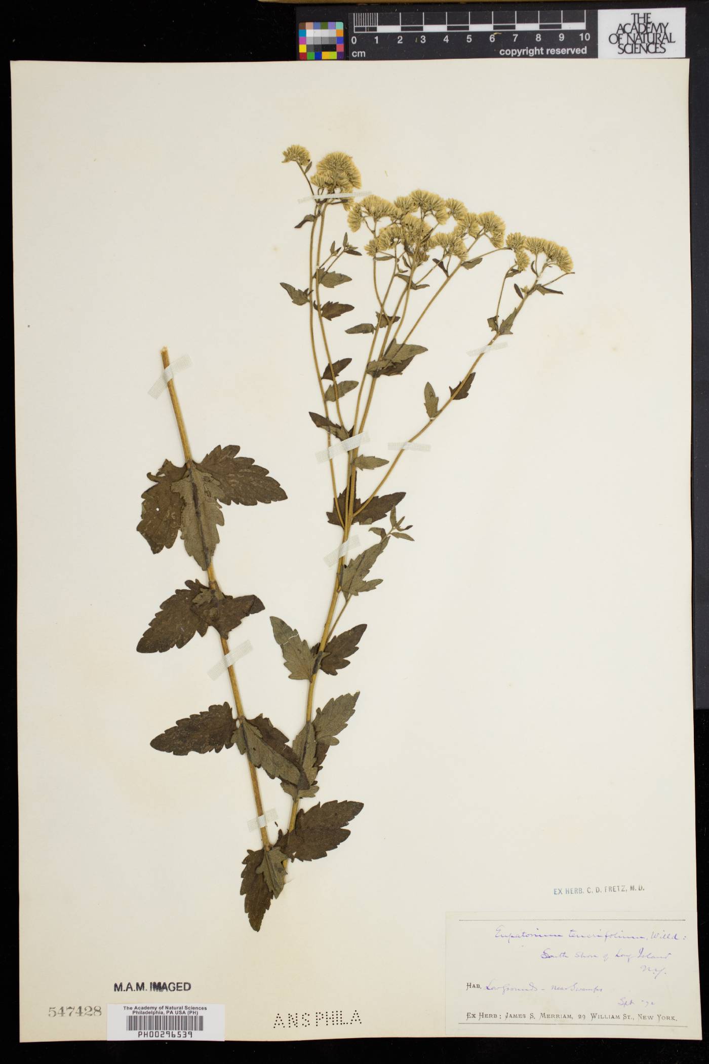 Eupatorium verbenifolium image