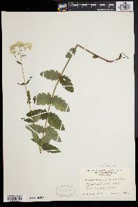 Eupatorium pilosum image