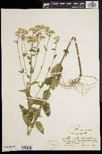 Eupatorium pilosum image