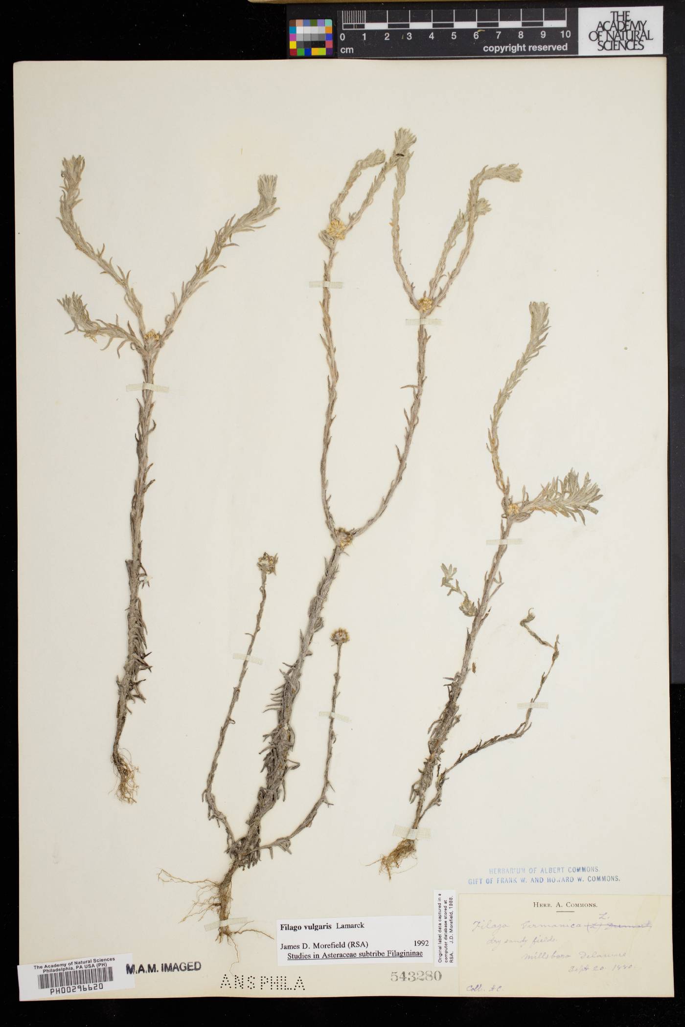 Filago vulgaris image