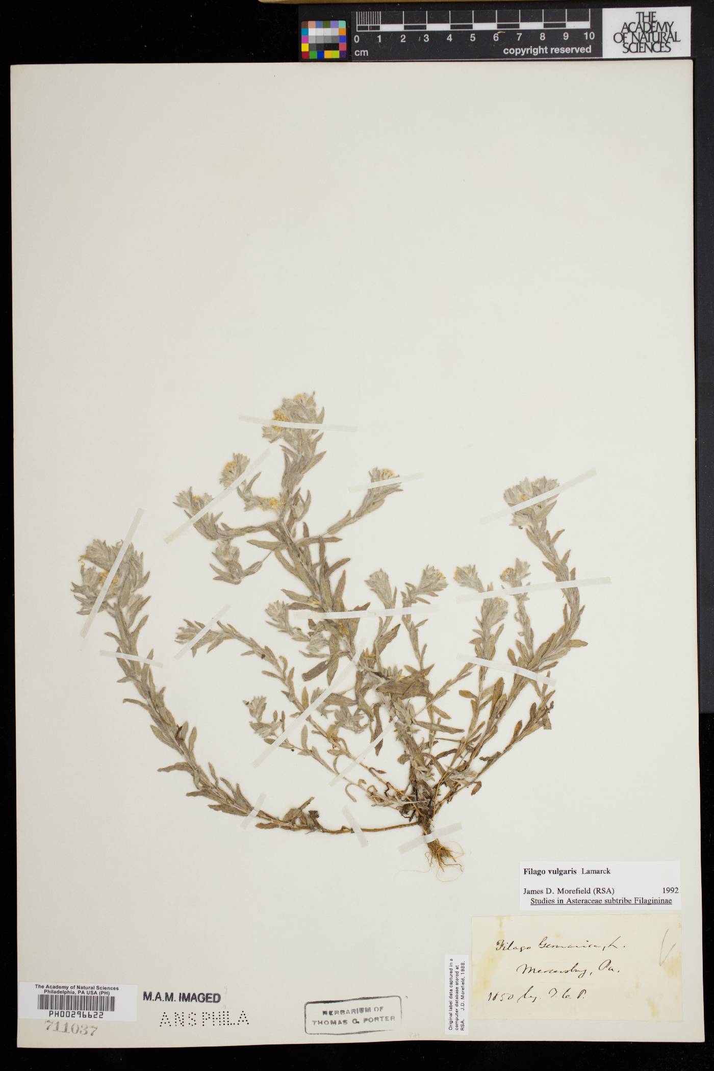 Filago vulgaris image
