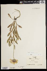 Gaillardia X grandiflora image