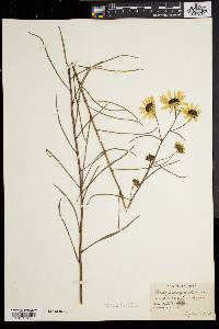 Helianthus angustifolius image