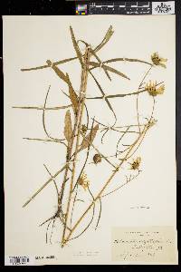 Helianthus angustifolius image