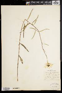 Helianthus angustifolius image