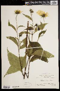 Helianthus decapetalus image