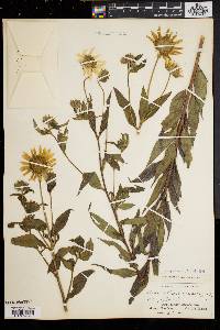 Helianthus giganteus image