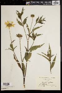 Helianthus giganteus image