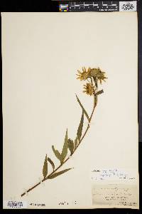 Helianthus giganteus image