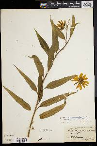 Helianthus grosseserratus image