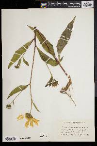 Helianthus scaberrimus image