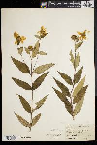 Helianthus strumosus image