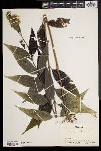 Helianthus strumosus image