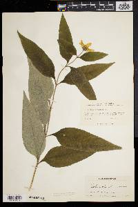 Helianthus strumosus image