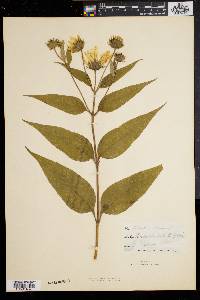 Helianthus strumosus image