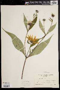 Helianthus strumosus image