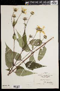 Helianthus strumosus image