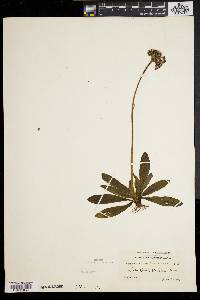 Hieracium aurantiacum image