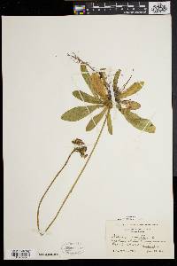 Hieracium aurantiacum image