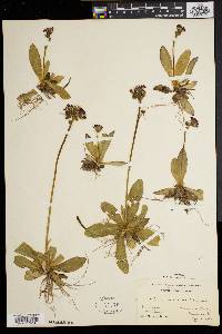 Hieracium aurantiacum image