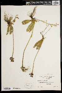 Hieracium aurantiacum image