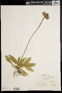 Hieracium aurantiacum image