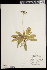 Hieracium aurantiacum image