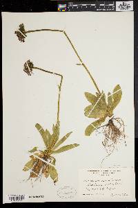 Hieracium aurantiacum image