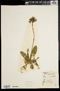 Hieracium aurantiacum image