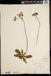 Hieracium aurantiacum image