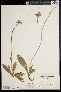 Hieracium aurantiacum image