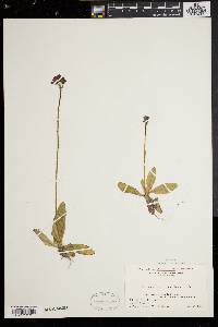 Hieracium aurantiacum image