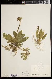 Hieracium aurantiacum image