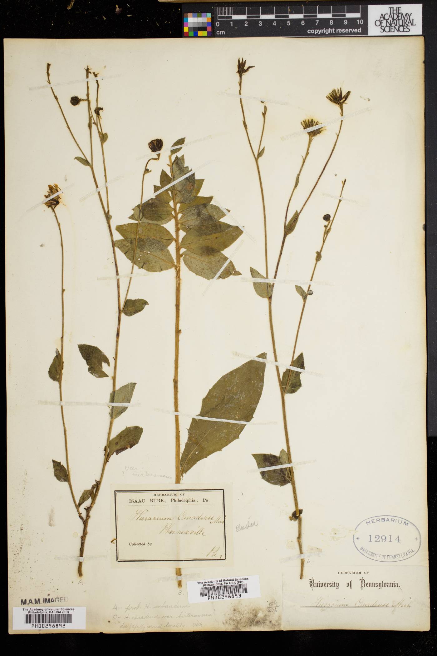 Hieracium canadense image