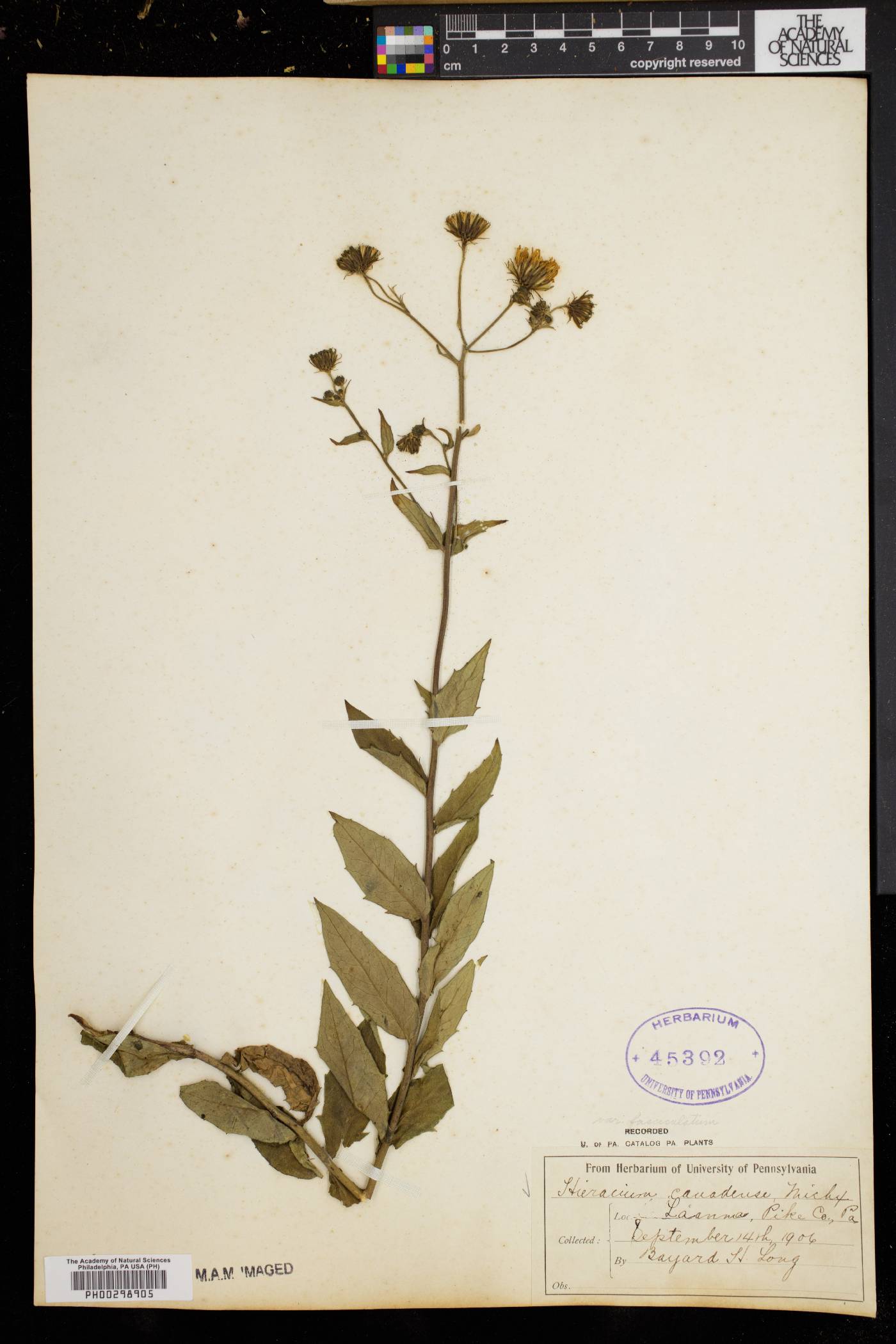 Hieracium canadense image