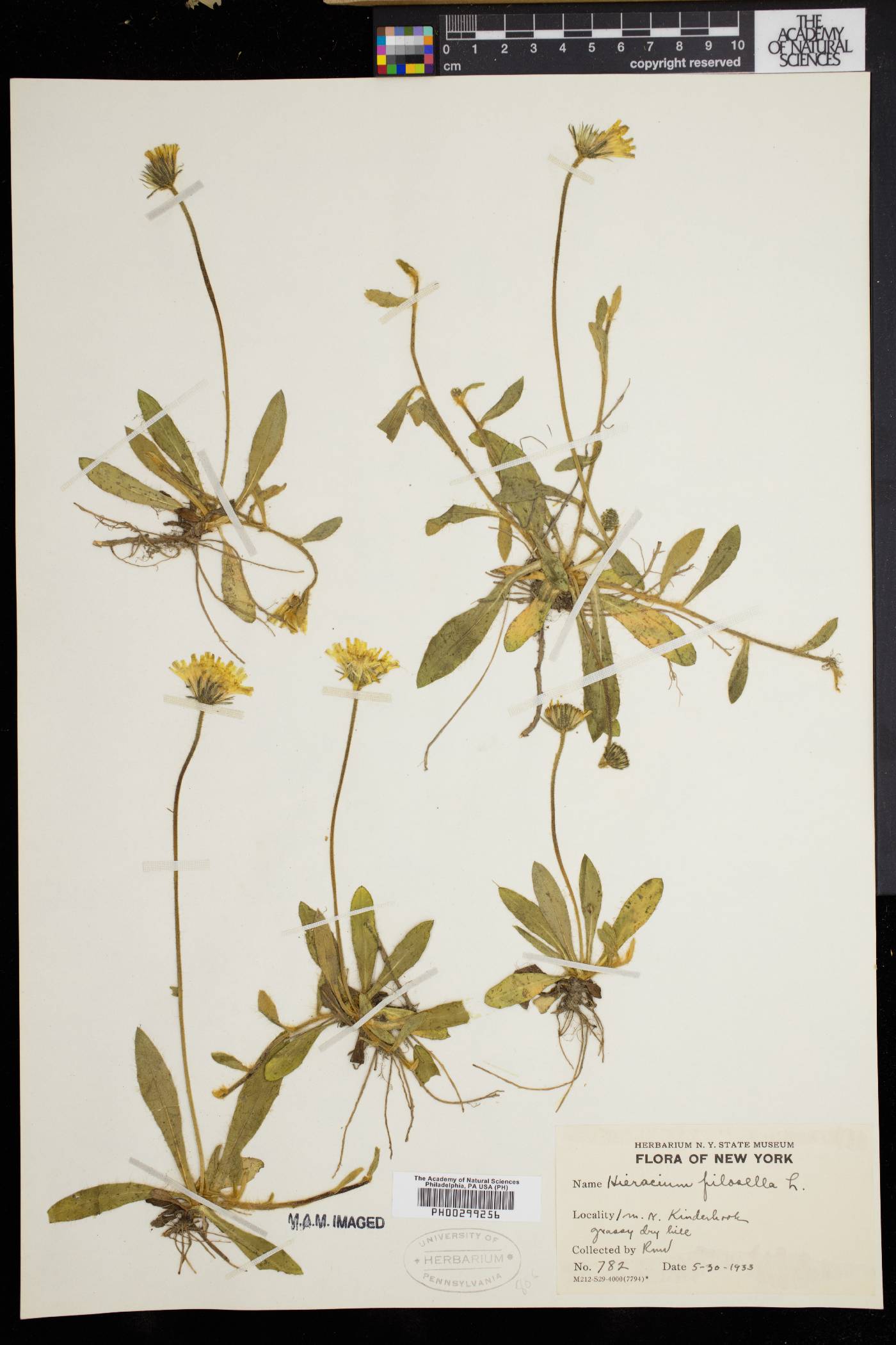 Hieracium pilosella image